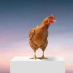 Fancom Chicken